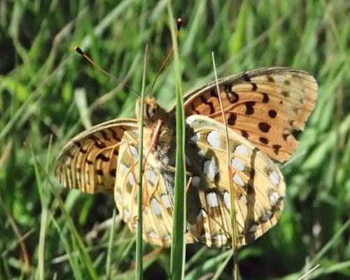 Argynnis aglaja